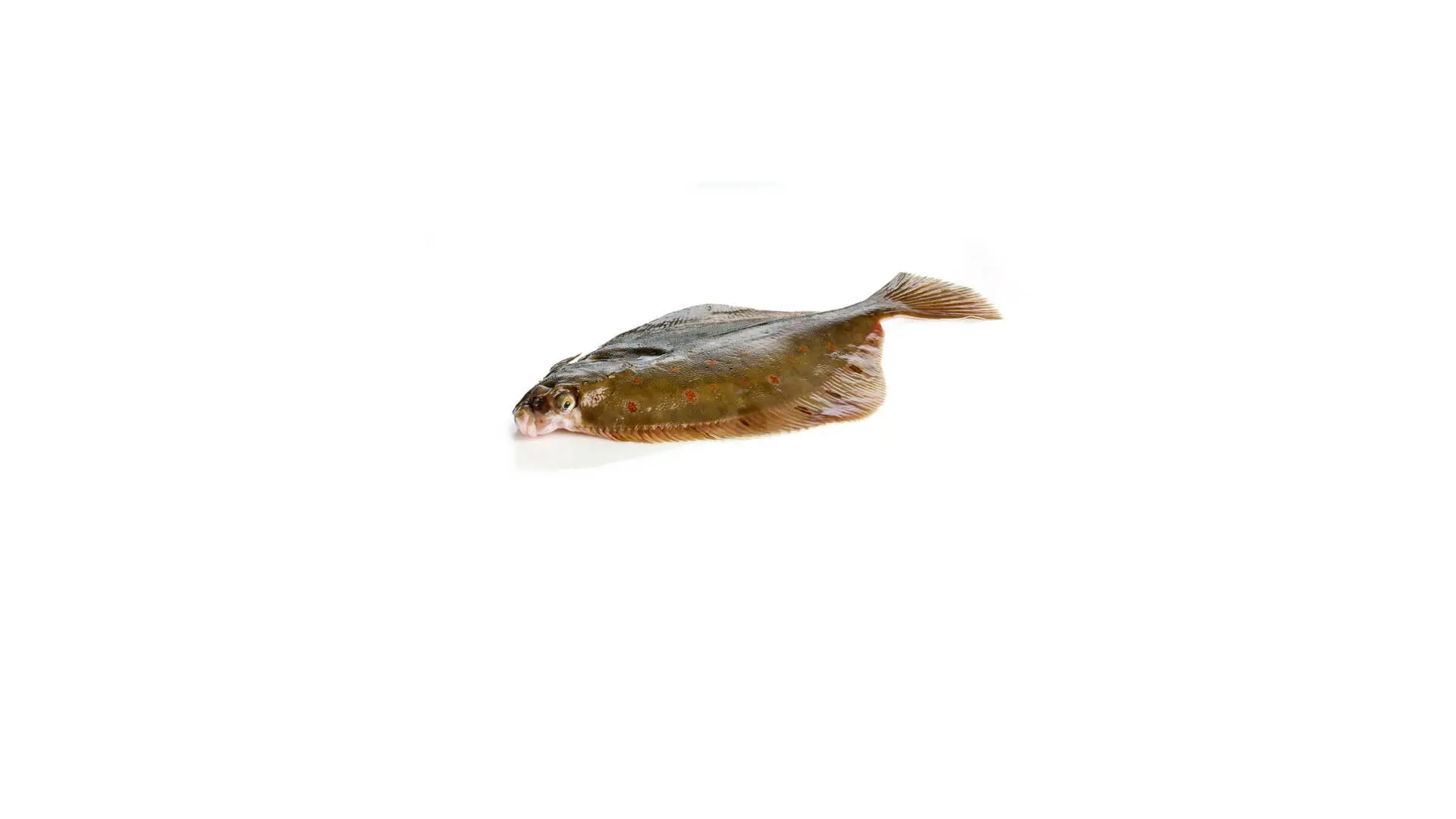 Rødspætte - GoCook