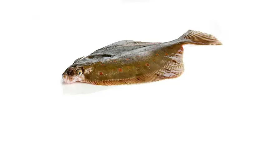 Rødspætte - GoCook