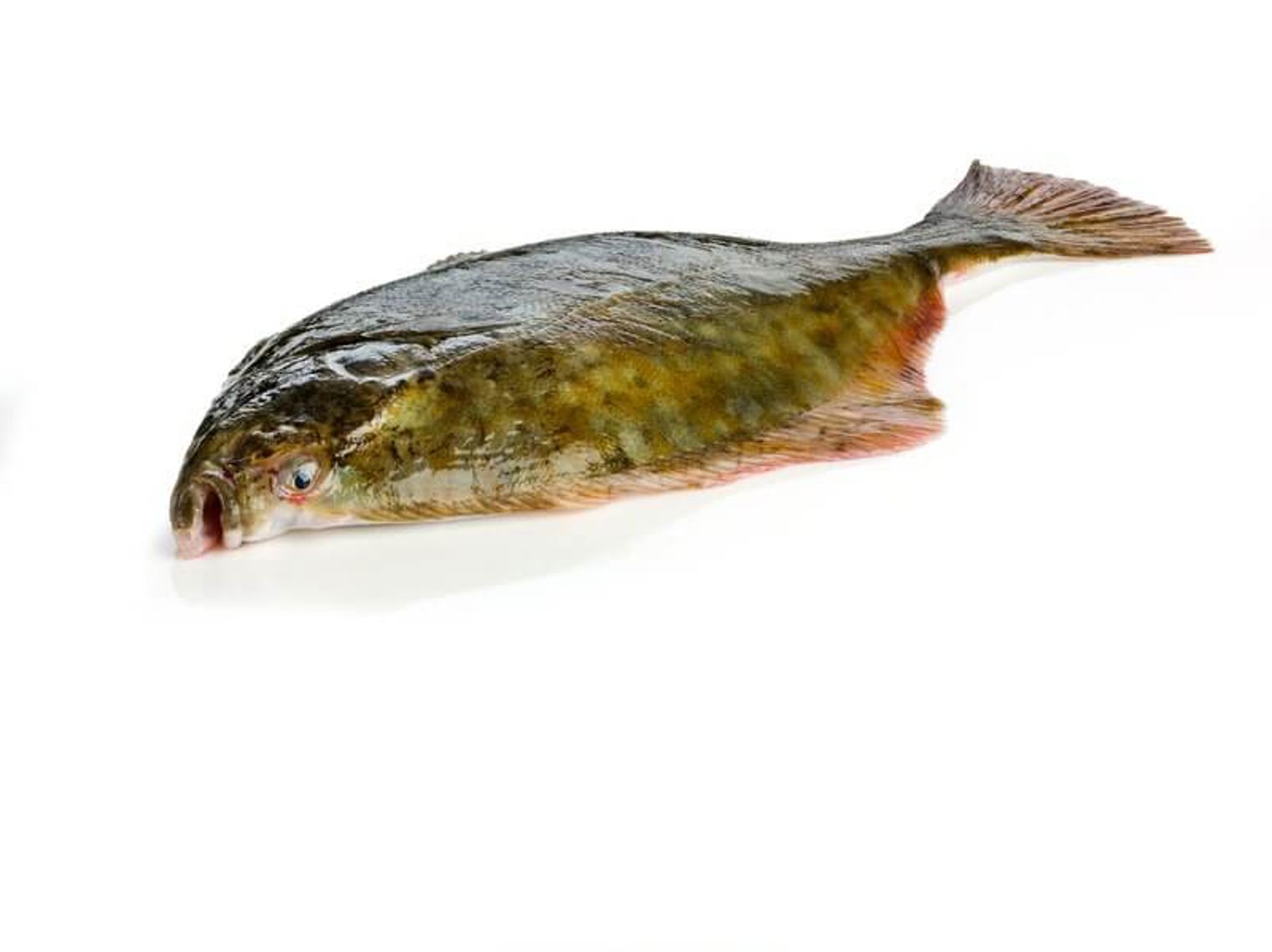 Skrubbe - GoCook