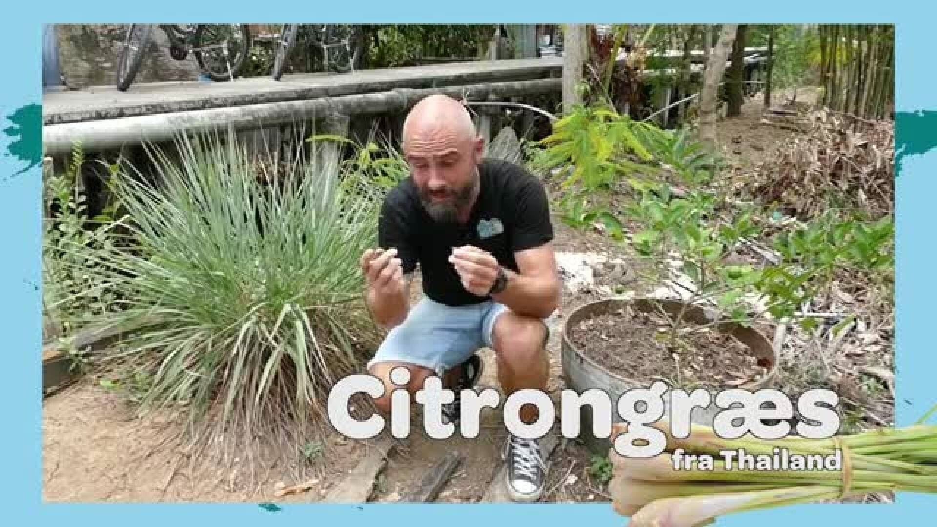 Film 11: Mikkel finder citrongræs og ingefær