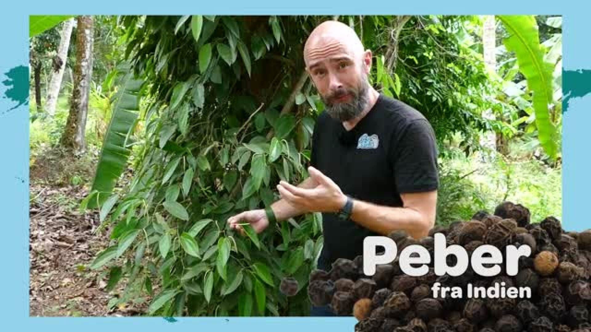 Film 7: Mikkel er på jagt efter peber
