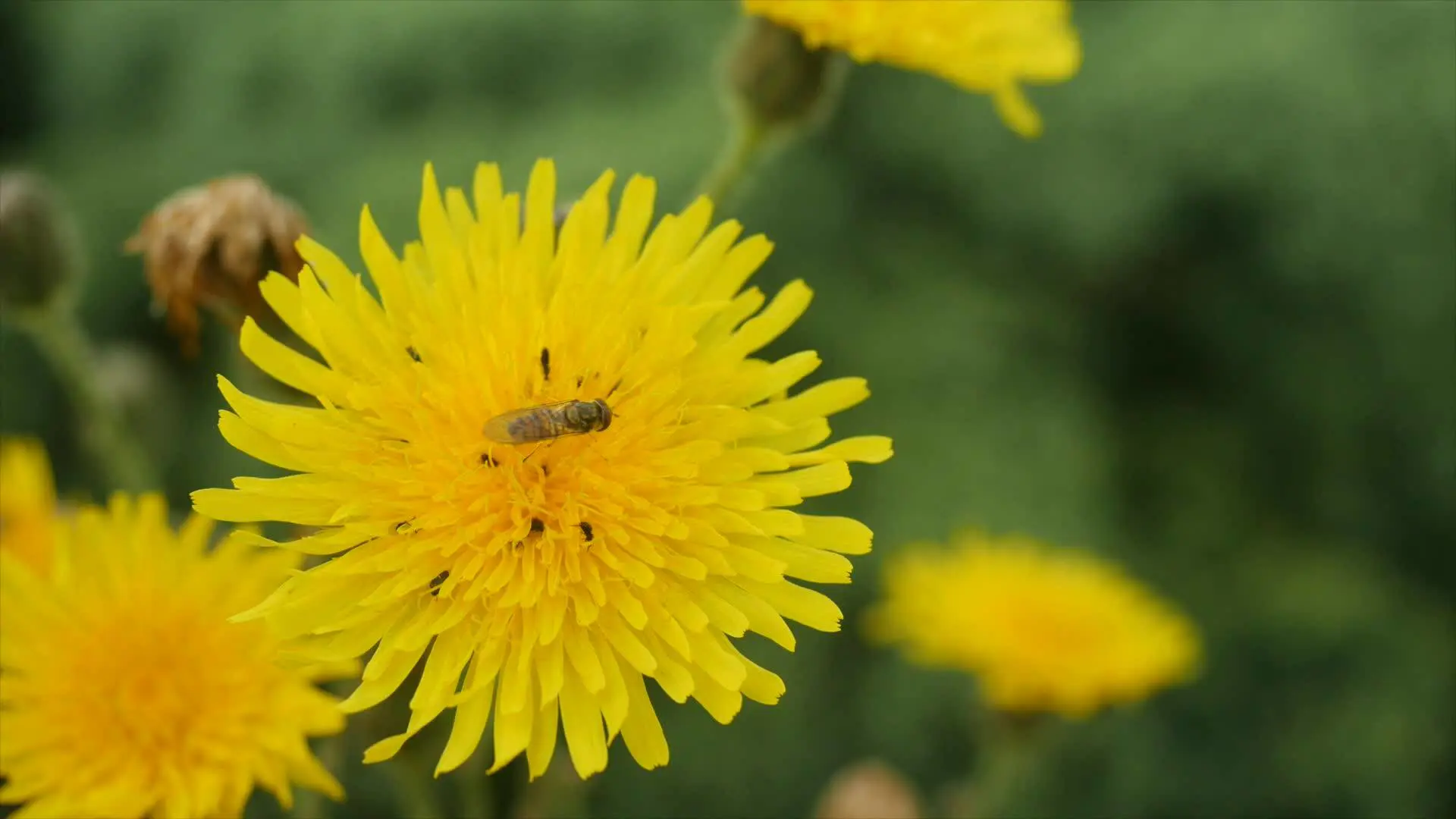 s26 - Jan om biodiversitet