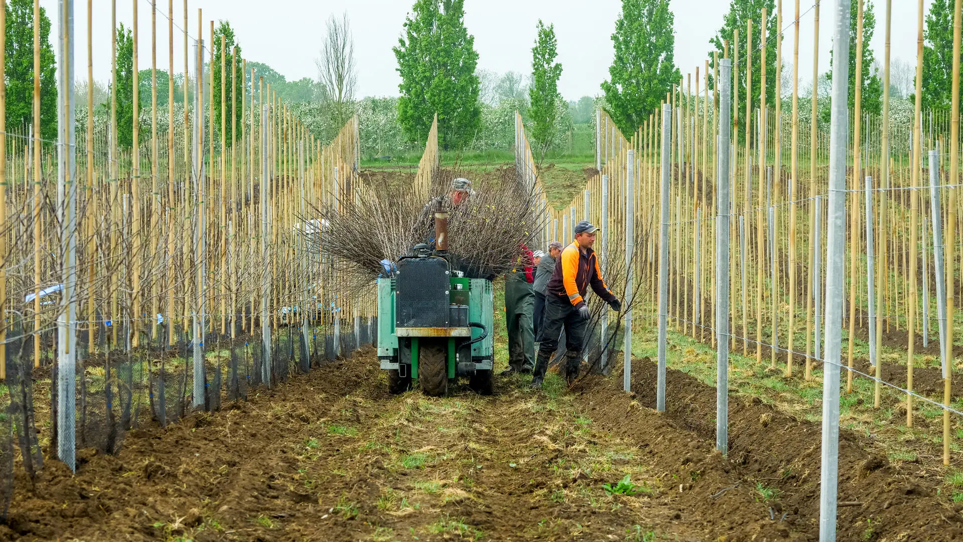 Sådan laver man en plantage med æbler