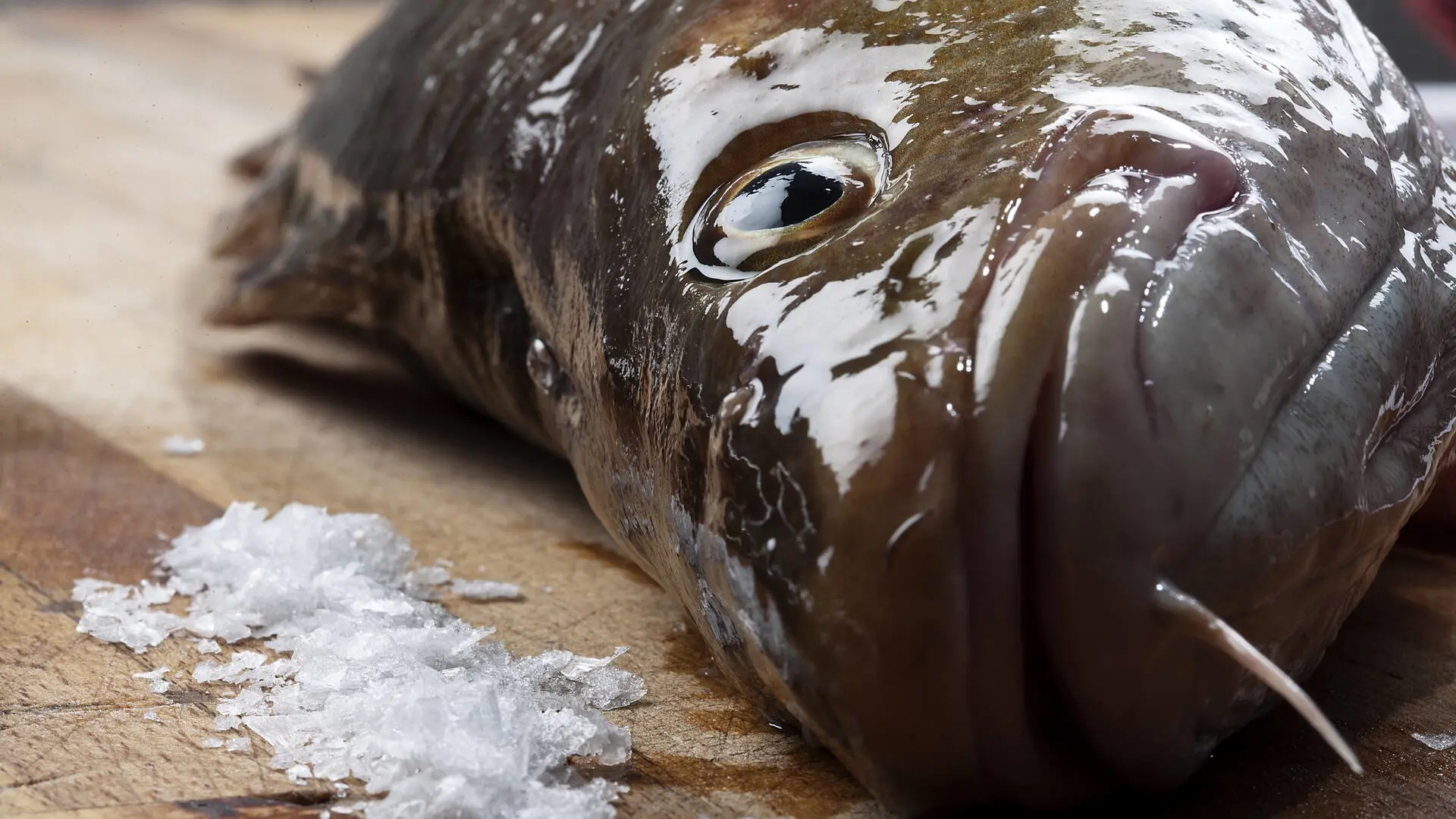 Rundfisk, filetere
